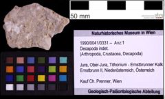 Foto (Objekt + Etiketten) von Decapoda indet. (NHMW-GEO-1990-0041-0331)